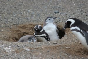 What to do in Dallas This Week: Check Out the Baby Penguins